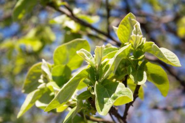 Ayva ağacı, mavi gökyüzüne karşı dalda taze yeşil yapraklar. Cydonia Oblonga Baharda bahçede