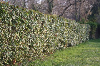 Kızıl Robin Photinia, güneşli bir günde kışın sonunda çalılık olur. Fotinia x Fraseri bahçede.
