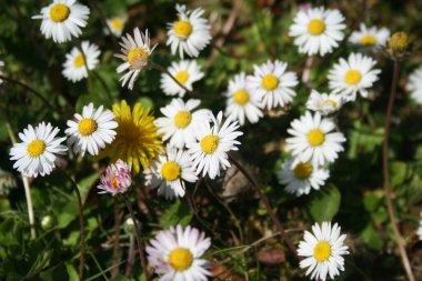 Sıradan papatya çiçekleri. İlkbaharda çiçek açan Bellis Perennis bitkisi