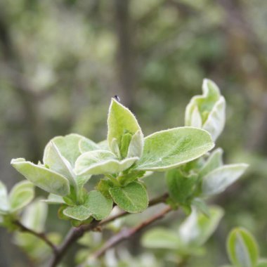 Ayva ağacı dalında taze yeşil yapraklar. Cydonia Oblonga Baharda bahçede