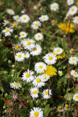 Sıradan papatya çiçekleri. İlkbaharda çiçek açan Bellis Perennis bitkisi