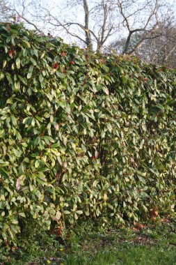 Kızıl Robin Photinia, güneşli bir günde kışın sonunda çalılık olur. Fotinia x Fraseri bahçede.