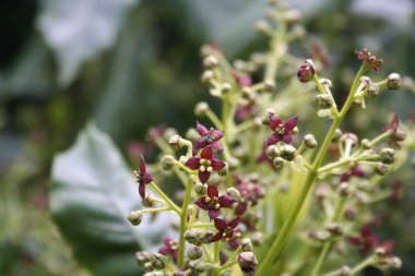 Aucuba japonica çalısı genellikle benekli defne olarak adlandırılır bahçedeki dalda taze mor çiçekler ile