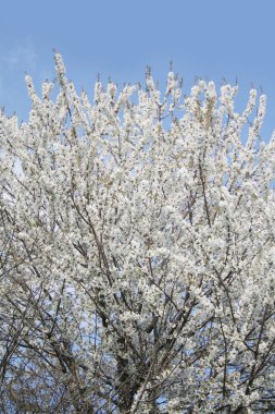 İlkbaharda mavi gökyüzüne karşı dallarda bir sürü güzel beyaz çiçekleri olan kiraz ağacı. Prunus avium ağacı