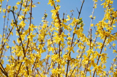 Bahar zamanı güneşli bir günde masmavi gökyüzüne karşı bir sürü sarı çiçeğin olduğu bir yer.