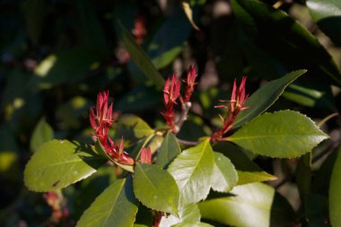 Kırmızı Robin Photinia çalılığı ve dallarda yeni kırmızı yapraklar yetişiyor. Fotinia x Fraseri baharda bahçede