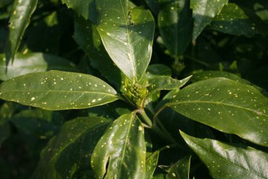Aucuba japonica çalısı genellikle benekli defne olarak adlandırılır. Bahçedeki dalda taze çiçekler var.