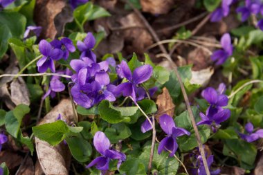 Bahçedeki mor menekşeler ya da İngiliz menekşeleri. İlkbaharda Viola kokulu bitkiler