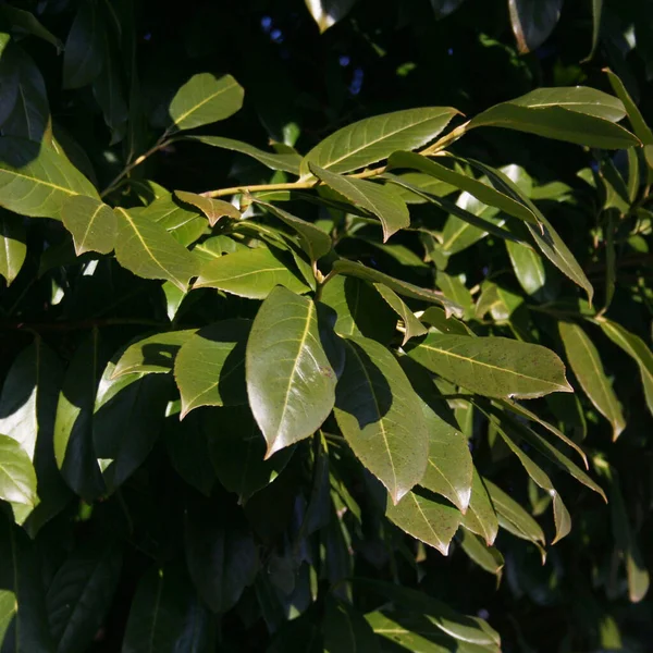 Wiśniowy Krzak Laurowy Słoneczny Dzień Zbliżenie Prunus Laurocerasus — Zdjęcie stockowe