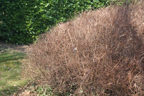Arbuste Spirea Dans Jardin Pendant Saison Hivernale Spirée Spirée Sans — Photo
