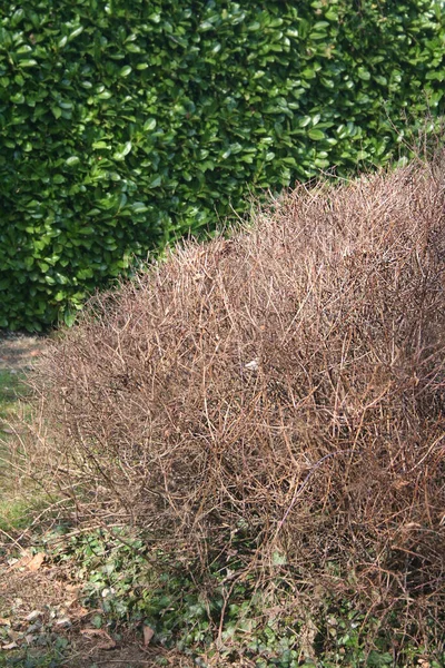 Arbuste Spirea Dans Jardin Pendant Saison Hivernale Spirée Spirée Sans — Photo