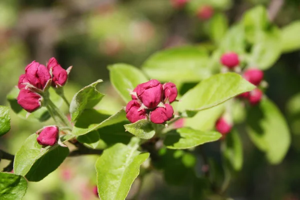 분홍빛 사과나무는 과수원의 봄철에 가지에 피운다 Malus Domtica — 스톡 사진