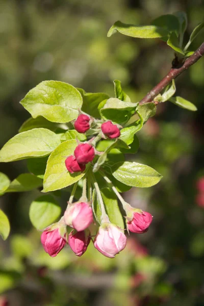 Macieira Rosa Floresce Ramo Primavera Pomar Dia Ensolarado Malus Domestica — Fotografia de Stock