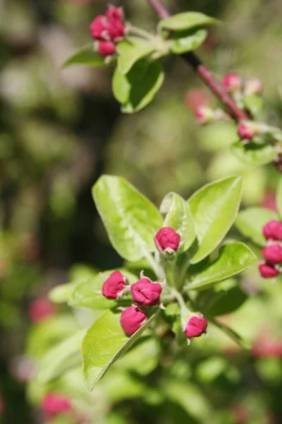 Розовая Яблоня Цветет Ветке Весной Саду Солнечный День Malus Domestica — стоковое фото