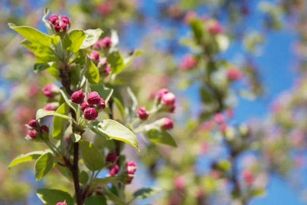 晴れた日には果樹園で春に枝にピンクのリンゴの木が咲きます マルス ドメスティカ — ストック写真