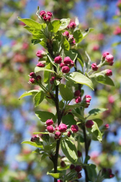 Różowy Jabłoń Kwitnę Gałąź Wiosna Sad Słoneczny Dzień Malus Domestica — Zdjęcie stockowe