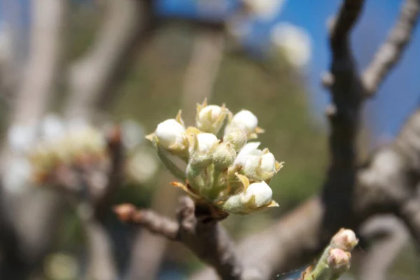 Güneşli Bir Günde Meyve Bahçesinde Dalda Beyaz Armut Çiçekleri Lkbaharda — Stok fotoğraf