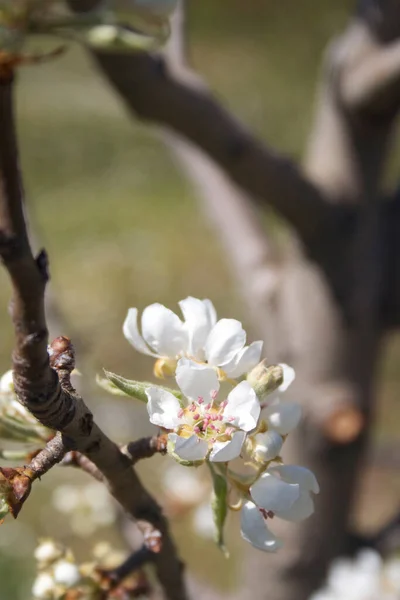 晴れた日に果樹園の枝に白い梨の花 春のピュロスの木 — ストック写真