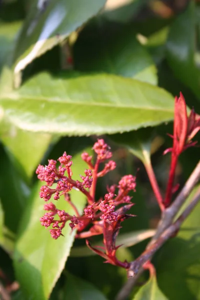 晴れた日の春に 枝先に赤いロビン フォティニアが咲きます 庭の花でPhotinia Fraseri — ストック写真