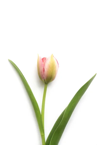 Fleur Tulipe Rose Avec Des Feuilles Vertes Isolées Sur Fond — Photo