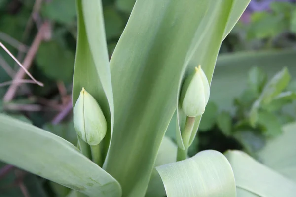Tulipa Flores Prontas Para Florescer Jardim Primavera Planta Tulipa — Fotografia de Stock