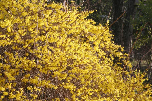 春天的一个阳光灿烂的日子 在花园里 连翘花丛生 开了许多黄色的花 — 图库照片