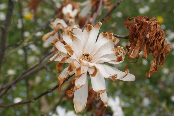 早春盛开的木兰花因霜冻而受损 白花上的霜在枝条上 — 图库照片
