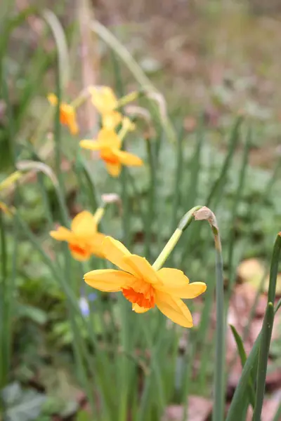 Fiori Narciso Gialli Arancioni Che Crescono Giardino Primavera Piante Narciso — Foto Stock