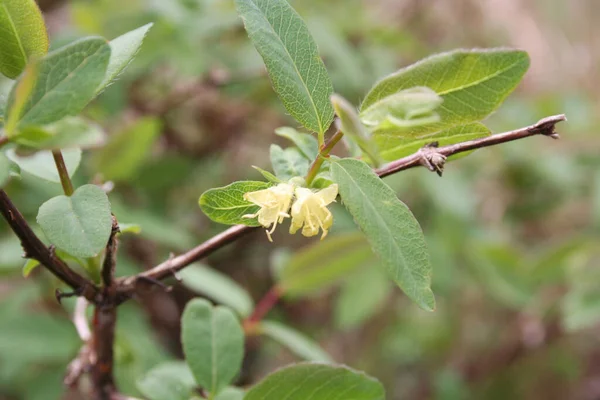 薄黄色の花を咲かせるロニセラ カエルーレア カンツカシア分岐 春に栽培されたブルーベリーブッシュ — ストック写真