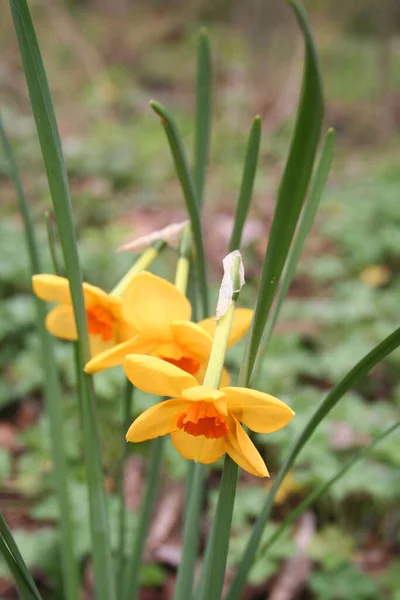 Fiori Narciso Gialli Arancioni Che Crescono Giardino Primavera Piante Narciso — Foto Stock