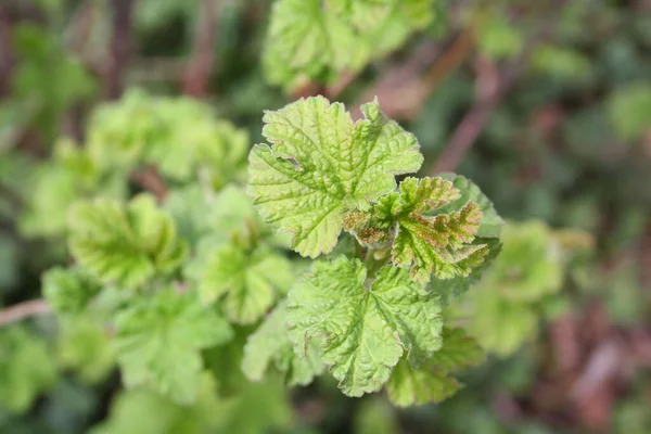 Arbusto Grosella Roja Con Nuevas Hojas Verdes Frescas Primavera Ribes —  Fotos de Stock