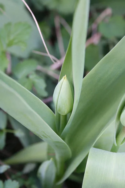 Lkbaharda Bahçede Açmaya Hazır Lale Çiçekleri Tulipa Bitkisi — Stok fotoğraf