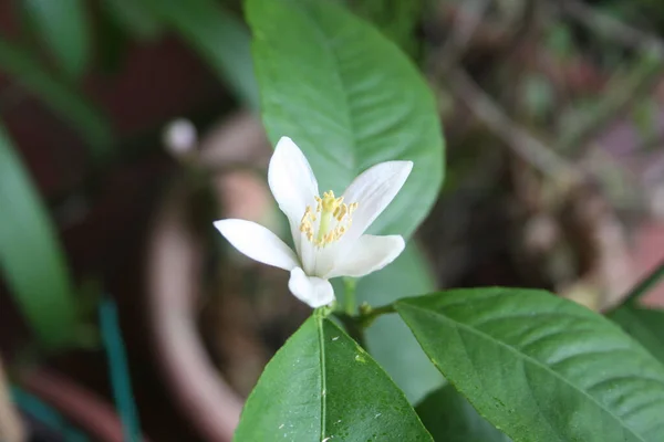 植物上的白色柠檬花有选择的焦点 柑橘类植物开花 — 图库照片