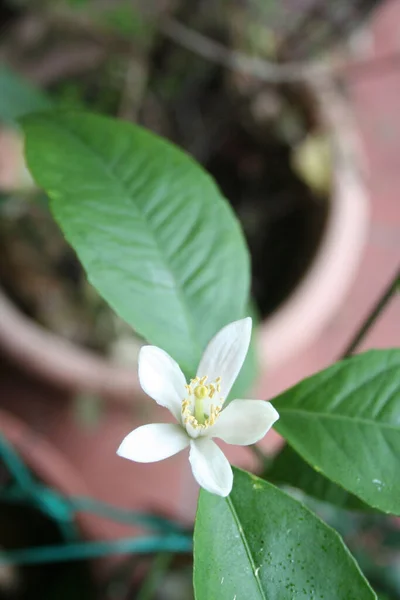 選択的焦点に植物に白いレモンの花 開花中のシトラスライモン植物 — ストック写真