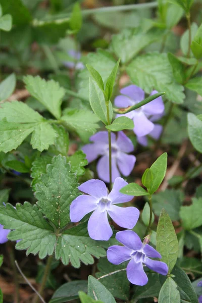 Flores Azul Periwinkle Primavera Vinca Planta Menor — Fotografia de Stock