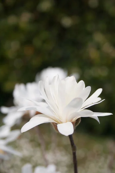 Magnolia Stellata Árbol Flor Principios Primavera Día Soleado Jardín Hermosas —  Fotos de Stock