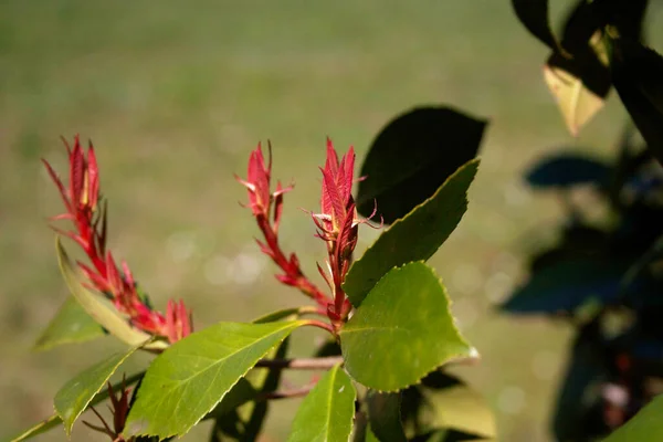 Cobertura Robin Photinia Vermelha Com Novas Folhas Vermelhas Frescas Crescendo — Fotografia de Stock