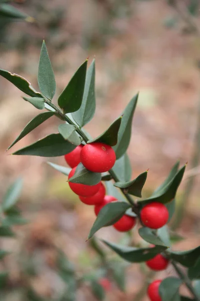 Κλαδιά Χασάπη Πολλά Ώριμα Κόκκινα Μούρα Ruscus Aculeatus Θάμνος Χειμερινή — Φωτογραφία Αρχείου