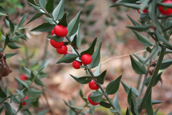 多くの熟した赤い果実を持つブッチャーのブルームの枝 冬の季節のRuscus Aculeatusブッシュ — ストック写真