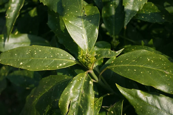 Aucuba Japonica Buske Kallas Ofta Fläckig Lagerblad Med Färska Blommor — Stockfoto