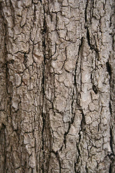 Närbild Ett Ljusbrunt Träd Bark Selektiv Fokus Naturlig Bakgrund — Stockfoto