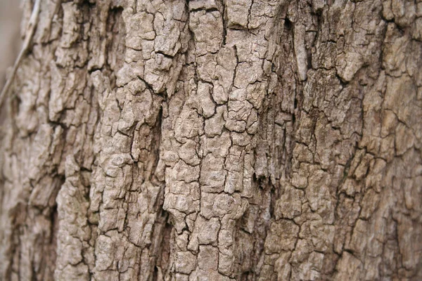 Gros Plan Une Écorce Arbre Brun Clair Foyer Sélectif Contexte — Photo