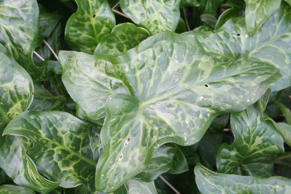 Gigaro Plante Avec Des Feuilles Panachées Vertes Dans Jardin Arum — Photo