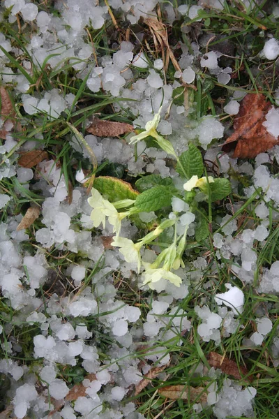 Hail storm in the garden. Hailstones on a Primrose plant with yellow flowers. Springtime storm