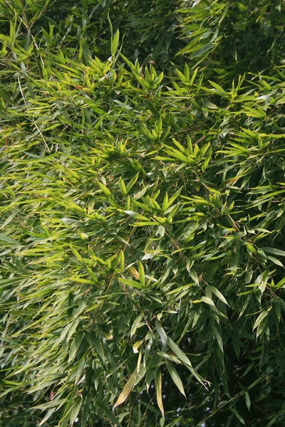 Green Bamboo Leaves Branch Garden Springtime Sunny Day — Stock Photo, Image