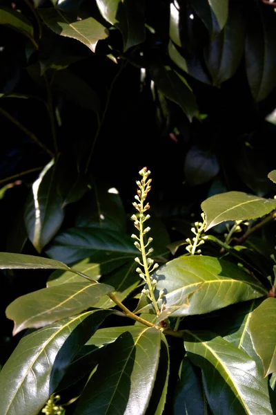 Cherry Laurel Buske Med Gröna Färska Blommor Solig Dag Närbild — Stockfoto