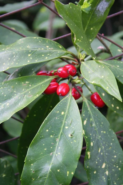 Arbusto Aucuba Japonica Comúnmente Llamado Laurel Manchado Con Bayas Rojas — Foto de Stock