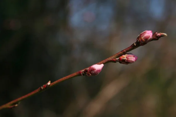 Bahar Mevsiminde Dalda Pembe Şeftali Çiçekleri Seçici Odak Noktasında Erik — Stok fotoğraf