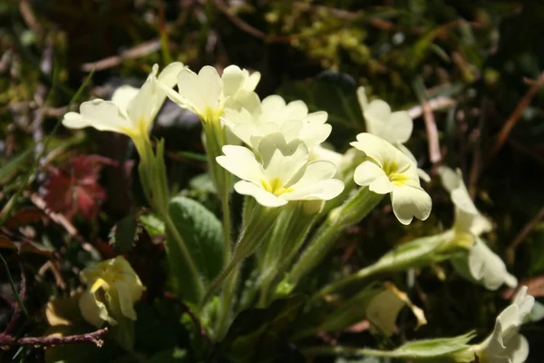 Flores Prímula Amarela Luz Sol Jardim Primula Vulgaris — Fotografia de Stock