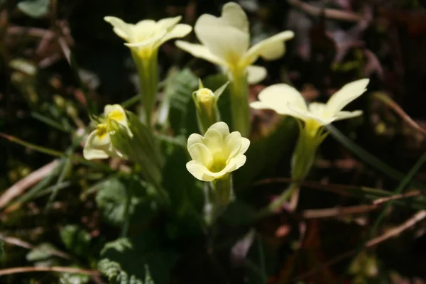 Żółte Kwiaty Primrose Słońcu Ogrodzie Primula Vulgaris — Zdjęcie stockowe